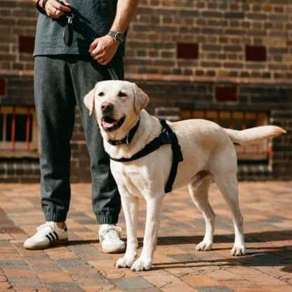 No-Pull Dog Harness